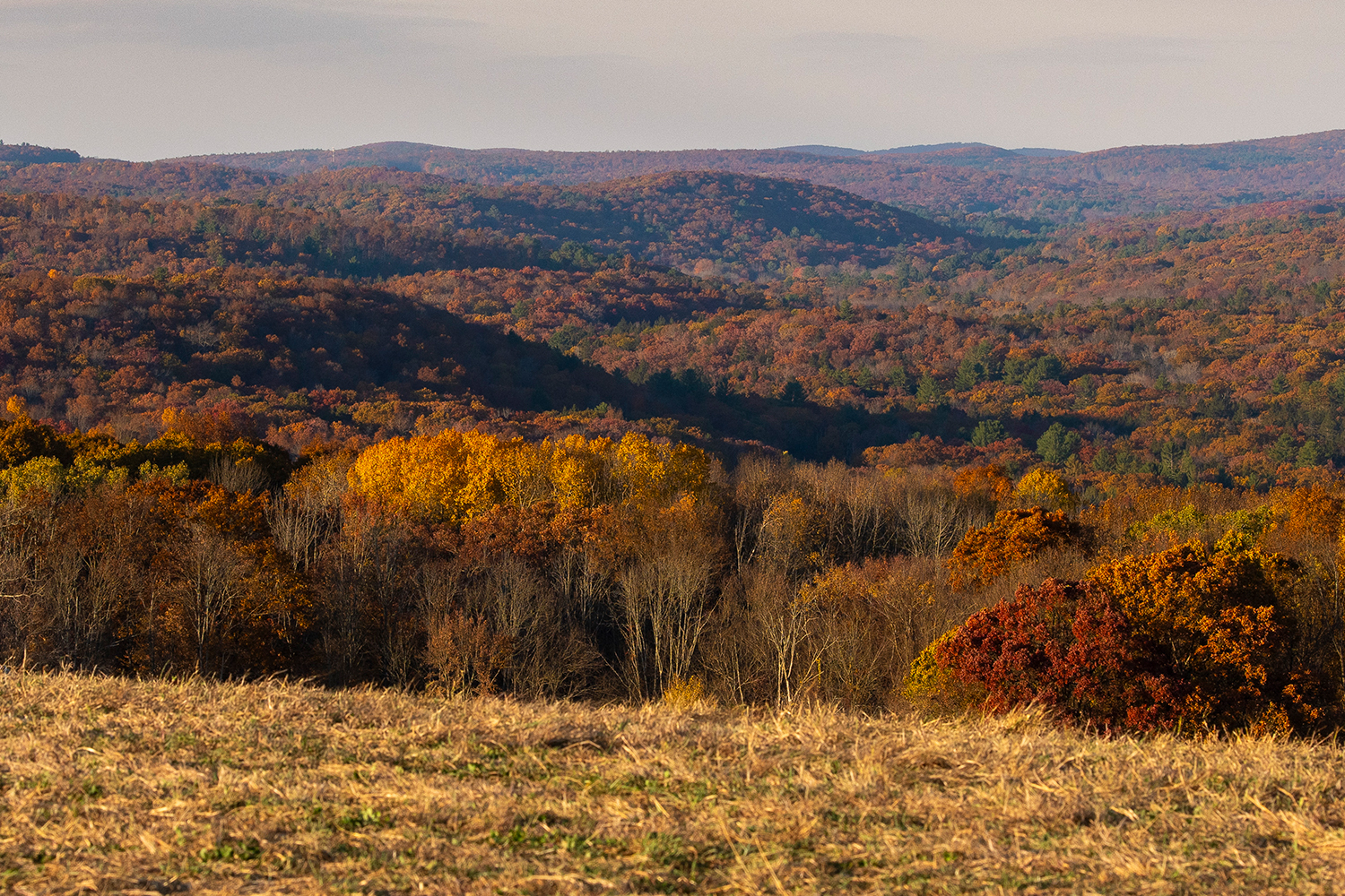 UConn Researchers Work to Enhance Forest Carbon Monitoring